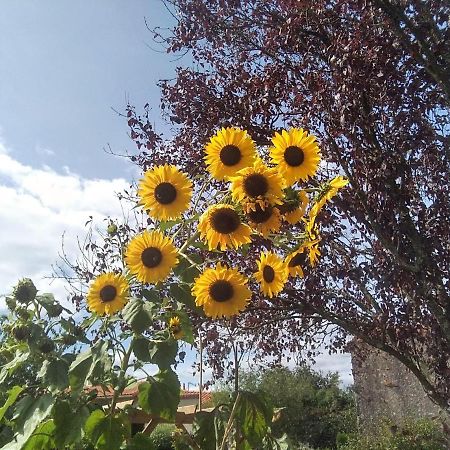 Bed and Breakfast Les Tournesols La Bernardiere Екстер'єр фото