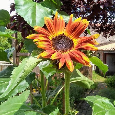 Bed and Breakfast Les Tournesols La Bernardiere Екстер'єр фото