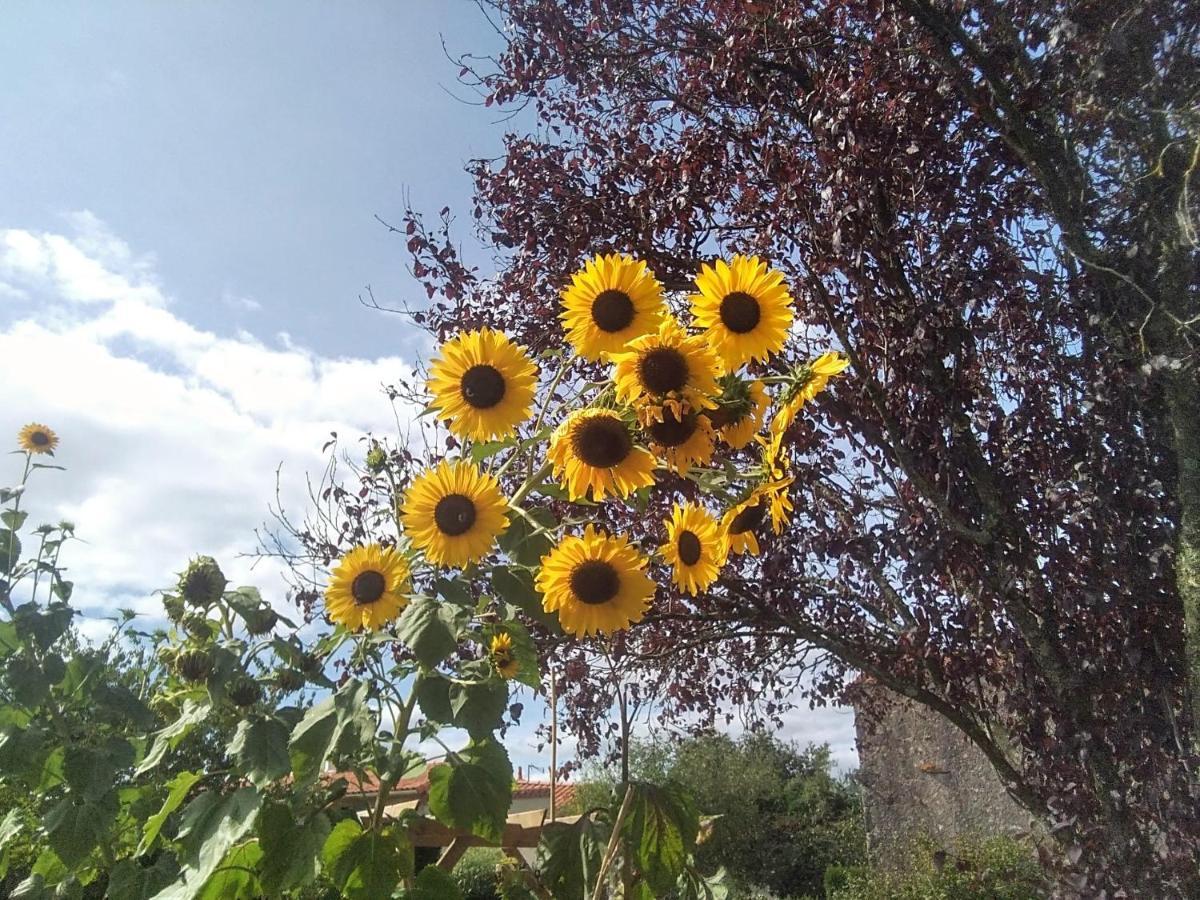 Bed and Breakfast Les Tournesols La Bernardiere Екстер'єр фото